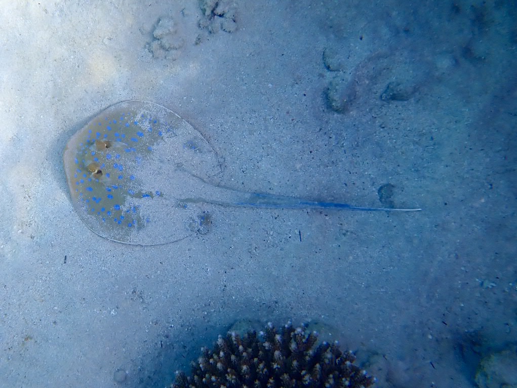 rnucha modroskvrnná (Pterois miles)