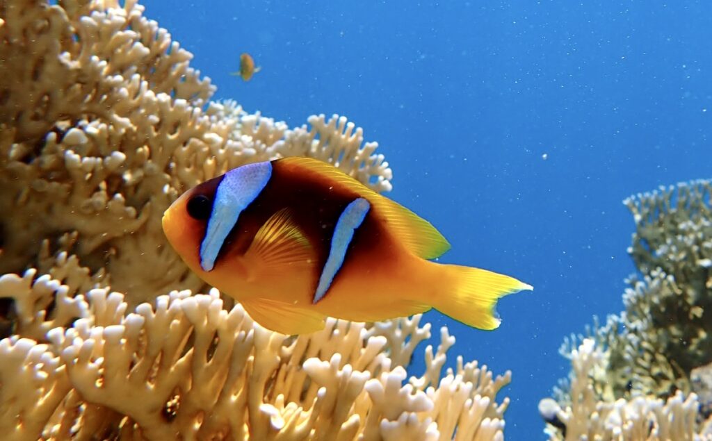 nemo rocky village