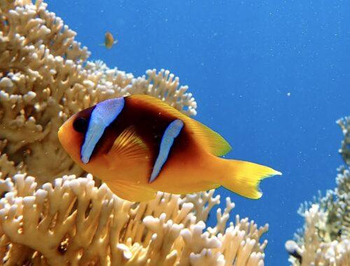 nemo rocky village