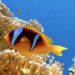 nemo rocky village